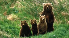 Nature Animals Bears