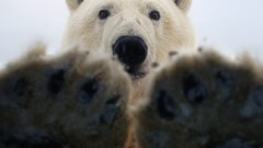 Nature Animals Bears