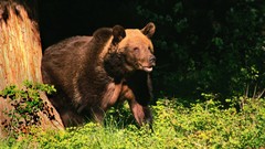 Nature Animals Bears
