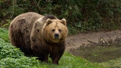 Nature Animals Bears