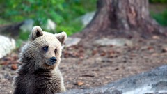 Nature Animals Bears