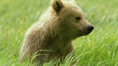 Nature Animals Bears baby