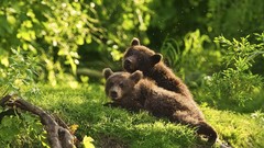 Nature Animals Bears baby animals