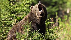 Nature Animals Bears grizzly bears