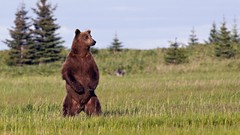 Nature Animals Bears grizzly bears