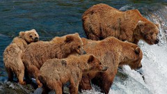 Nature Animals Bears waterfalls national geographic baby animals