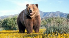 Nature Animals Bears wildlife