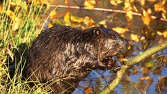 Nature Animals Beavers