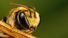 Nature Animals bees insects