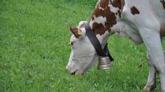 Nature Animals Bells Cows