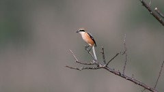 Nature Animals Birds