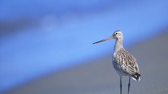 Nature Animals Birds