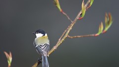 Nature Animals Birds