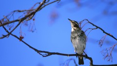 Nature Animals Birds
