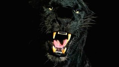 Nature Animals Birds