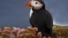 Nature Animals Birds