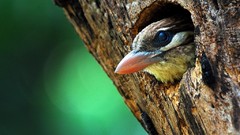 Nature Animals Birds