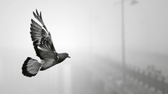 Nature Animals Birds