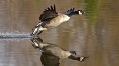 Nature Animals Birds