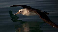 Nature Animals Birds