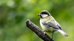 Nature Animals Birds