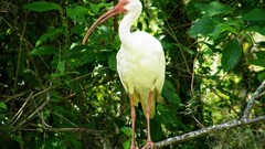 Nature Animals Birds