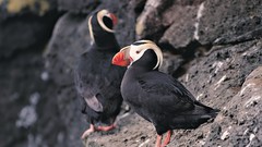 Nature Animals Birds