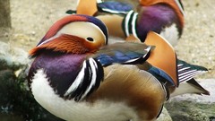 Nature Animals Birds