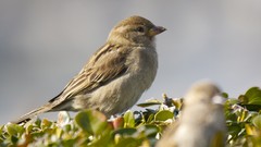 Nature Animals Birds