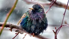 Nature Animals Birds