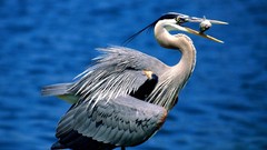 Nature Animals Birds