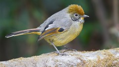 Nature Animals Birds