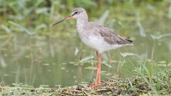 Nature Animals Birds