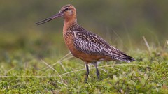 Nature Animals Birds