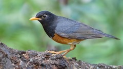 Nature Animals Birds