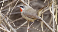 Nature Animals Birds