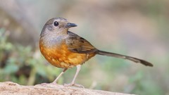 Nature Animals Birds