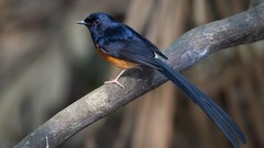 Nature Animals Birds