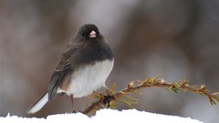 Nature Animals Birds