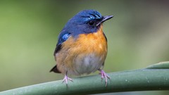 Nature Animals Birds