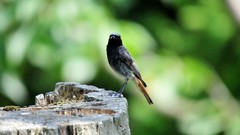 Nature Animals Birds