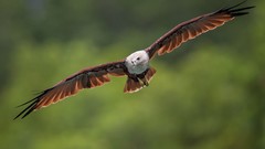 Nature Animals Birds