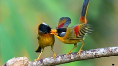 Nature Animals Birds