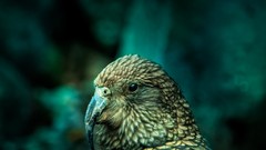 Nature Animals Birds