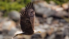 Nature Animals Birds