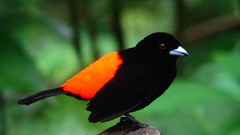 Nature Animals Birds