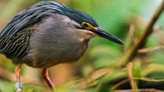 Nature Animals Birds