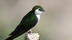 Nature Animals Birds