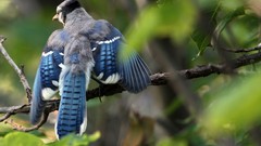 Nature Animals Birds