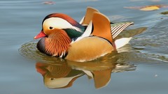 Nature Animals Birds